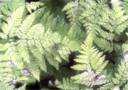 smallfern.jpg