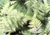 tinyfern.jpg