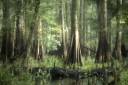 swampbackground.jpg
