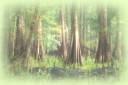 largeswamp.jpg