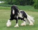 Roane horse2.jpg