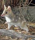 20080326_quoll.jpg