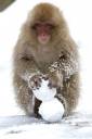 snow-ball-monkey.jpg