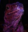 purple-reptile-marie-france-quesnel.jpg