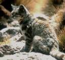 Andean-Mountain-Cat-1-1.jpg
