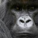 Gorilla-Wallpaper.jpg