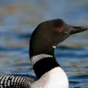 20100630-loons-1D4-007-23.jpg