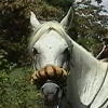 horse.png
