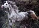 prettygreyhorseimages.jpg