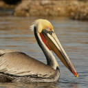 Pelican Av.png
