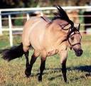 horse.jpg