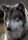 wolf.jpg