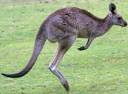 easterngreyroo copy.jpg