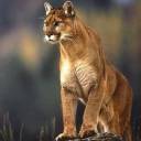 cougar.jpg