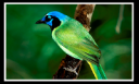 GreenJay.png