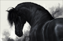 __black_horse___by_whitespiritwolf-d37045x.png