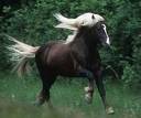 Sivak---Stallion.jpg