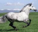 Ghost---Stallion.jpg
