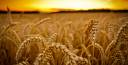 sunset_landscapes_nature_yellow_grass_fields_wheat_plants_1920x1080_369183.jpg