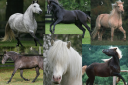 horses.png