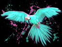 Parrot1.png