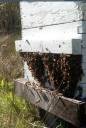 swarm4.jpg