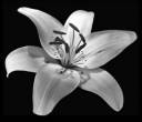 White Lily.jpg