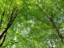 treetopss.jpg