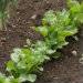 11553256-hydroponics-garden.jpg