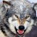 wolf.jpg