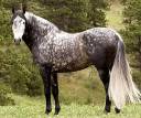bloodbane4---Mare.jpg