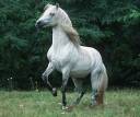 3---Mare.jpg