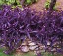 130-Purple-Hearts.jpg