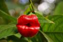 psychotria-elata-11-pics_3.jpg