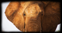 elephant1.png