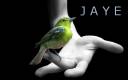 birds hands black background 1920x1200 wallpaper_wallpaperswa.com_70.jpg