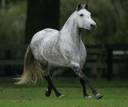 Ice---Mare.jpg