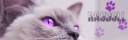 Ragdoll Sig 4.jpg
