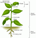 plantdiagram.gif