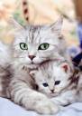 CatKitten.jpg