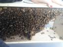bees.jpg