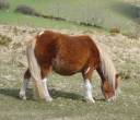 Dartmoor_pony_2.jpg