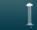 Jellyfish.jpg