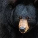 Black Bear.jpg