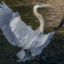Great Blue Heron 2.jpg