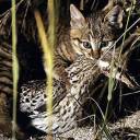 chinesemountaincat2.jpg