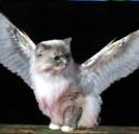 wing.jpg
