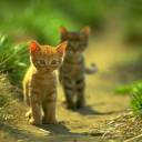 cute-kitten 1 (3).jpg