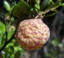 brain berry.jpg