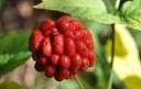 brain berry2.jpg